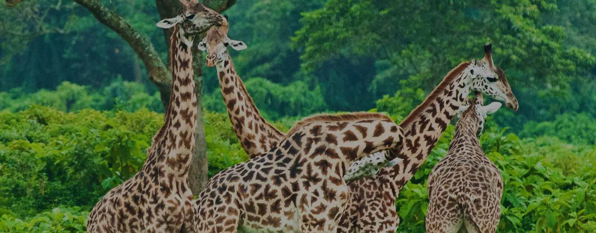 Arusha Day Trip