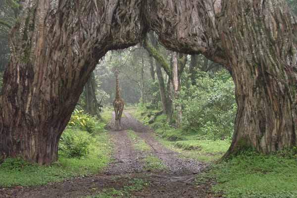 Arusha Day Trip