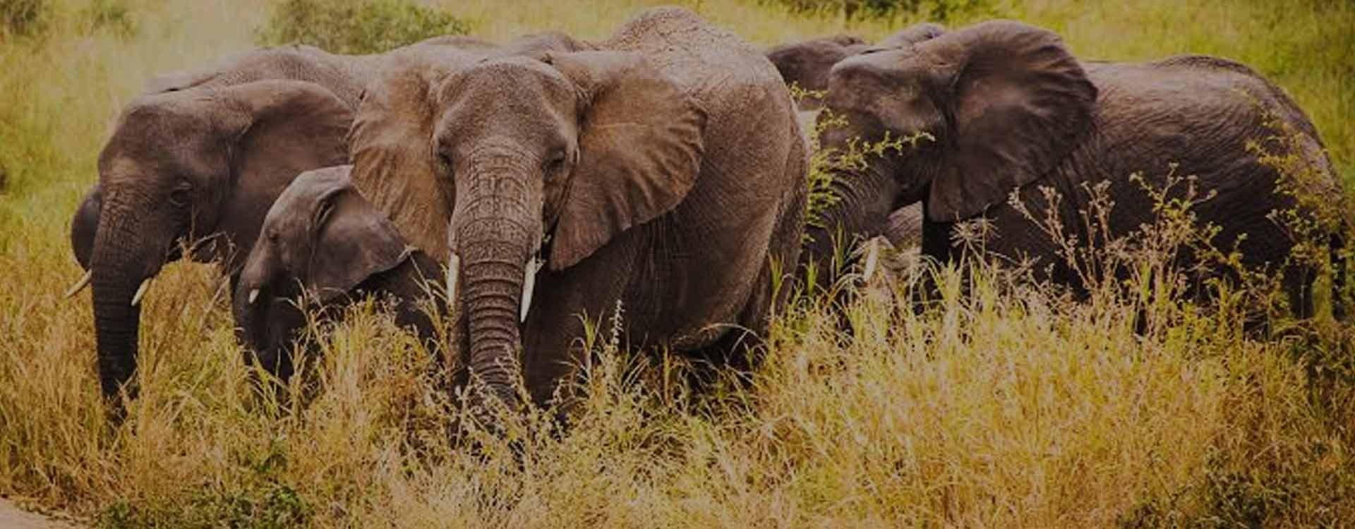Tarangire Day Trip