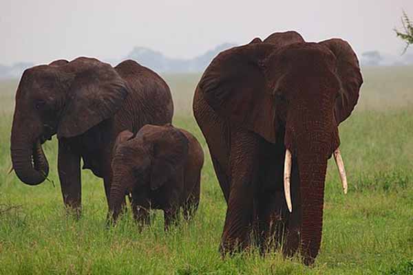 Tarangire Day Trip