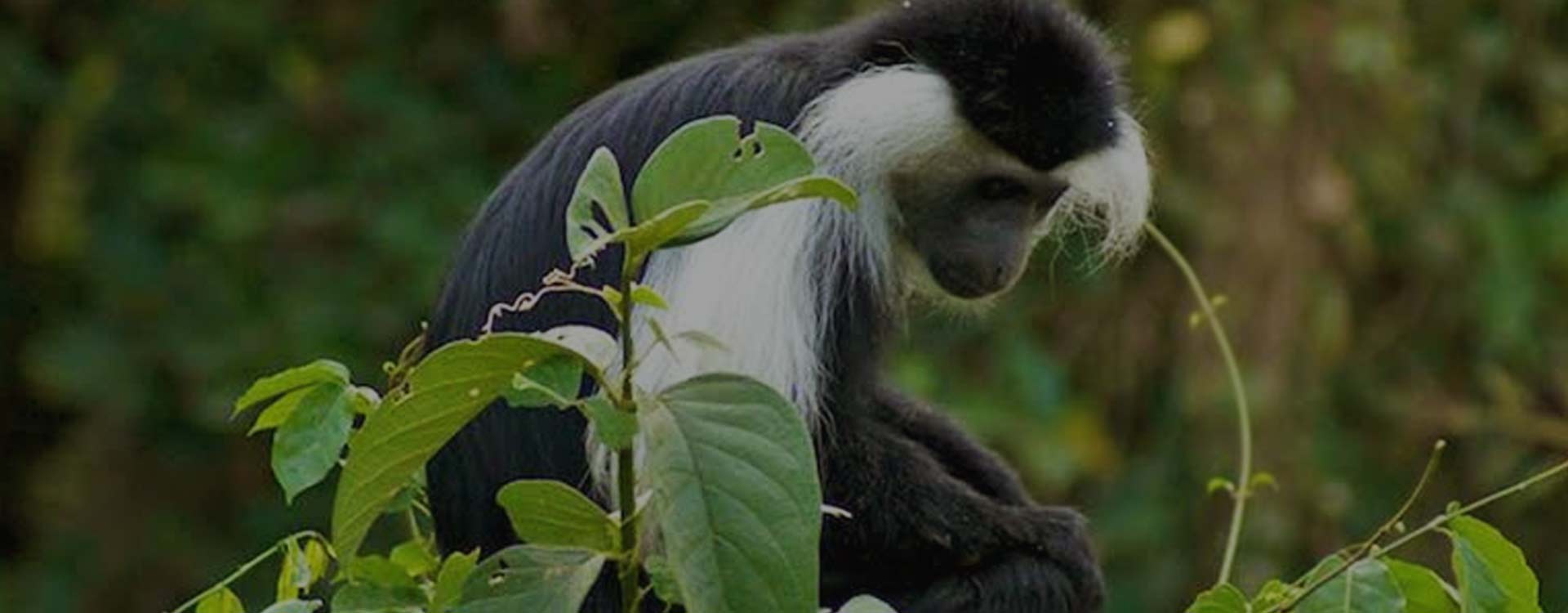 Udzungwa Mountain National Park