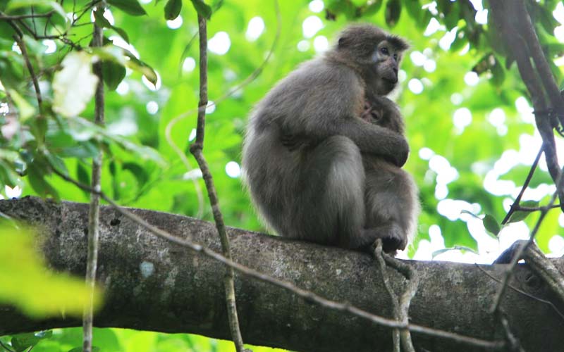 Udzungwa Mountain National Park