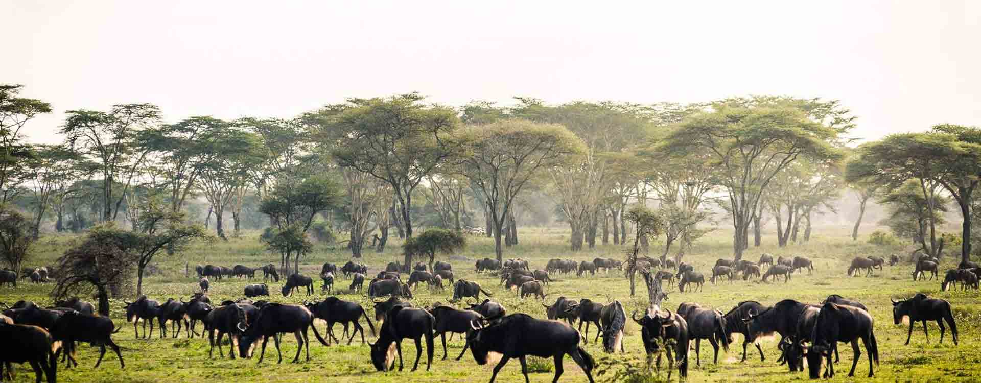 Northern Serengeti Great Wildebeest Migration Safari